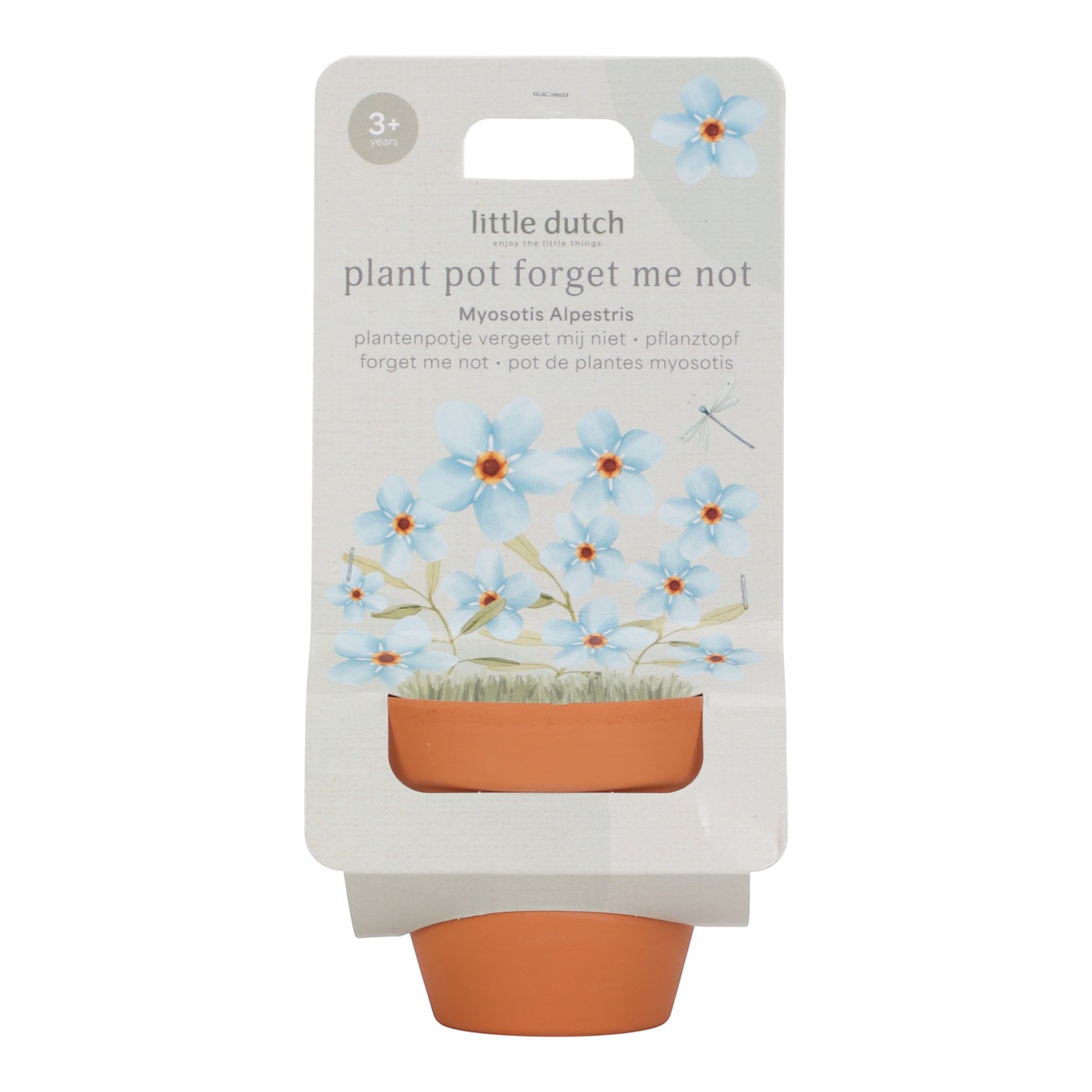 LITTLE DUTCH. Pot with Forget-me-not plant